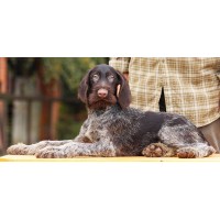 Очень перспективный щенок из помета П кобель №9 породы дратхаар Очень перспективный щенок из помета П кобель №9 породы дратхаар